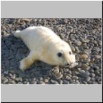 9 - Seal Pup 2.JPG